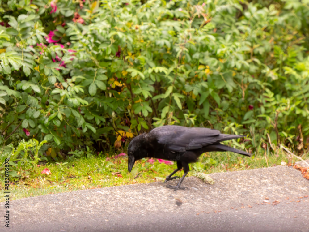 Obraz premium crow on the ground