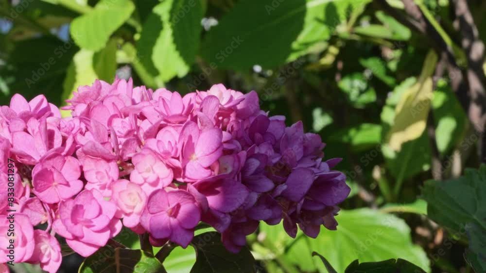 This is a hydrangea flower captured in a certain place in Kyoto This is a hydrangea flower captured in a certain place in Kyoto