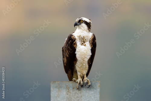 Osprey Fish Hawk Perched on Metal Sign in Tijuana, Mexico