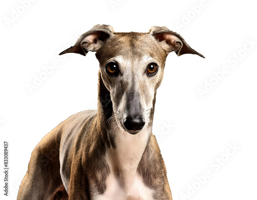 Foto Elegant greyhound breed, captured in pristine isolation against transparent or white