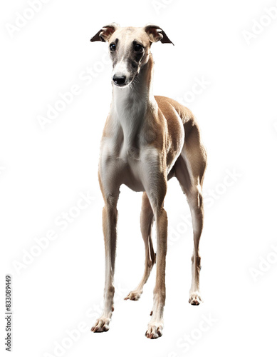 Sleek and majestic purebred greyhound, portrayed on transparent or white background.