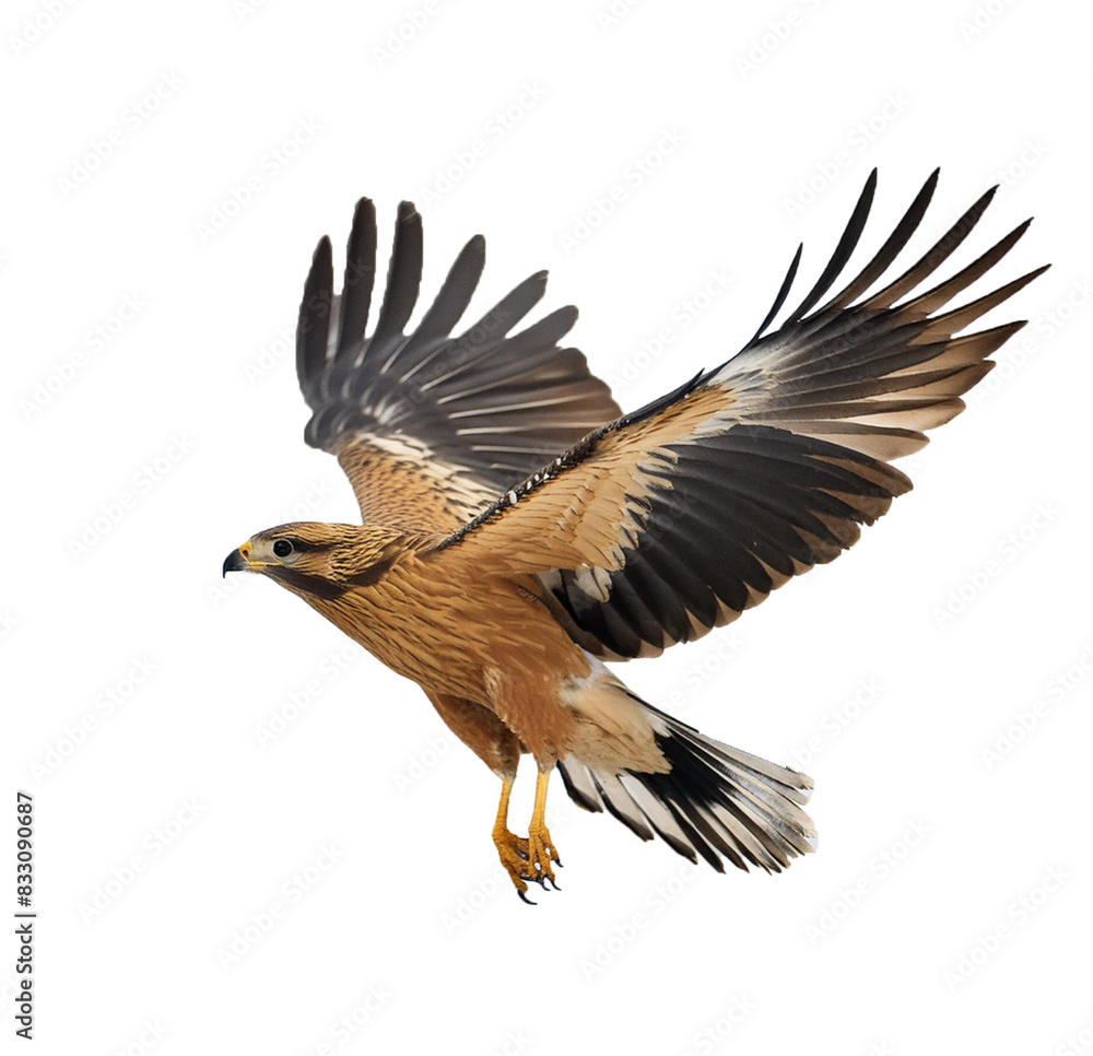Fototapeta premium Eagle in flight, isolated on transparent or white background.