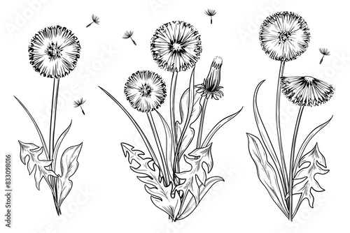 Dandelion flower composition set hand drawn vintage vector sketch drawing