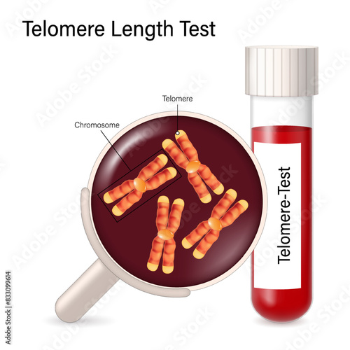 Telomere length test vector. Magnified image of chromosomes from a blood sample in a test tube. Anti-aging prognosis. Human aging process.