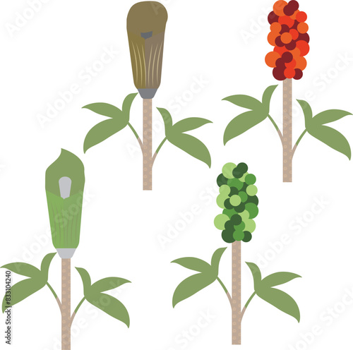 植物のマムシグサのイラストセット (ID: 833104240)