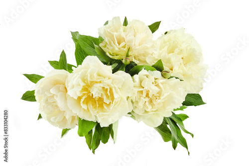 Fresh Peony Bouquet on White © vetre