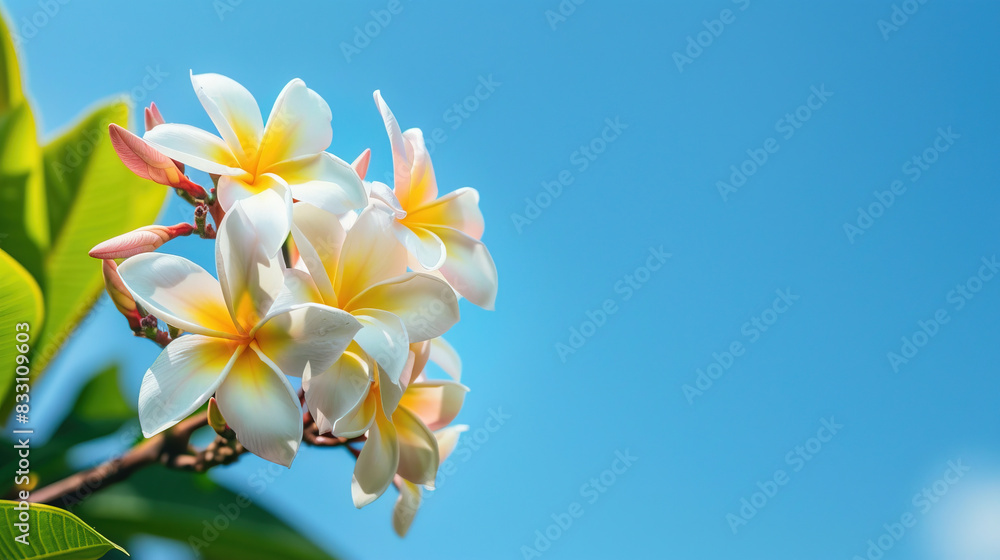 Obraz premium Beautiful close up of plumeria flower with clear blue sky under the sunlight for background and wallpaper