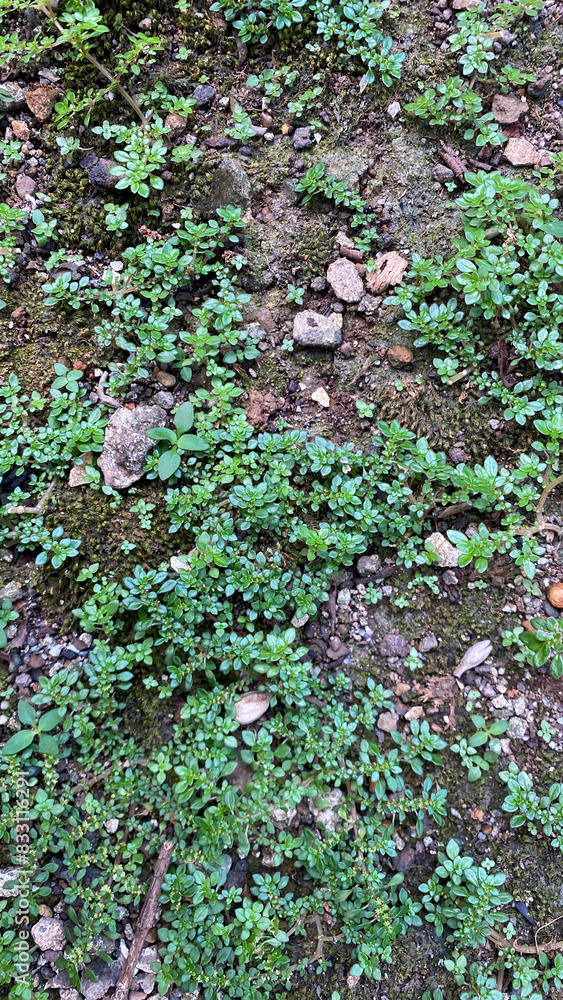 Short green grass and moss on soil Short green grass and moss on soil