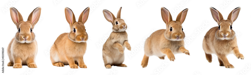 Rabbit wildlife full body set Rabbit wildlife full body set