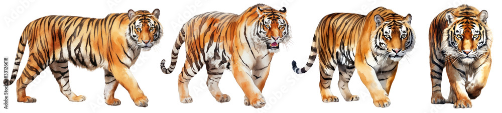 Obraz premium watercolor of tiger illustration set