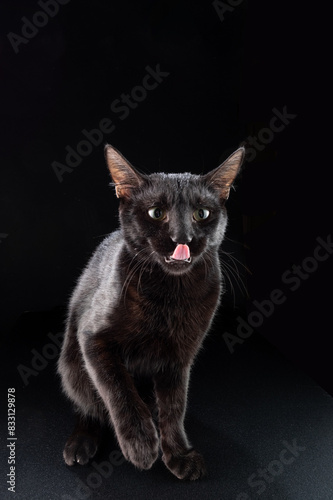Black cat on a black background. Isolated cat. The cat licks his lips. Portrait of a cat.