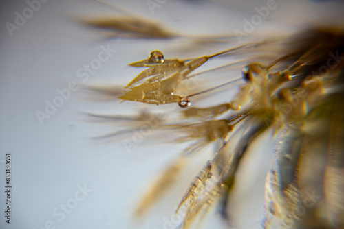 Fotografia Dandelion fluff macro photo, dandelion fluff in morning dew, soft colorful backg