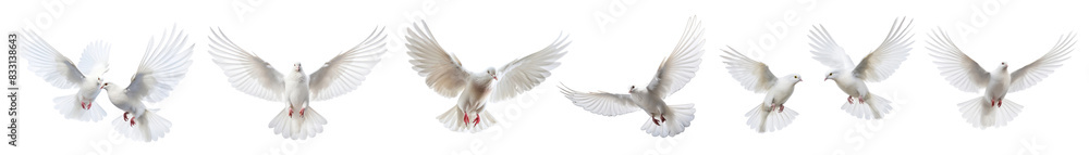 Fototapeta premium photo of dove bird set