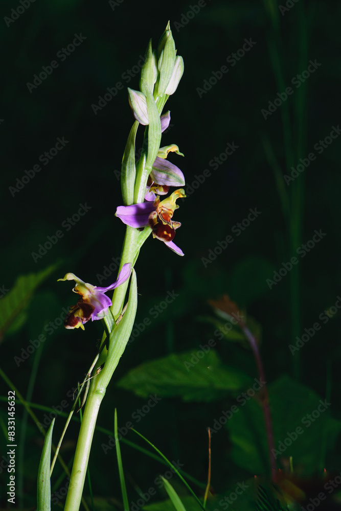 The illuminated Ophrys apifera plant The illuminated Ophrys apifera plant