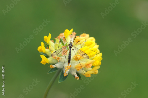 Female crane fly Nephrotoma quadrifaria on yellow flowers of
Anthyllis vulneraria, common kidneyvetch, kidney vetch, woundwort. Family Fabaceae. Spring, May, Netherlands photo