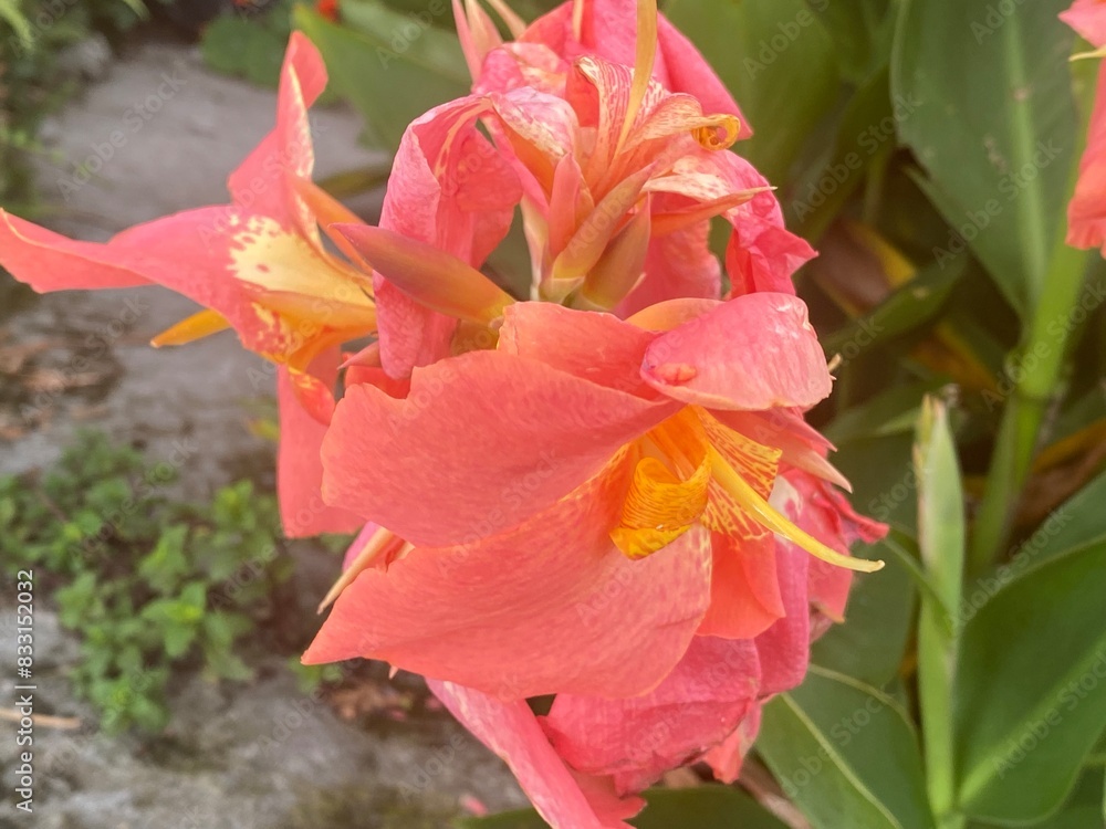 Fototapeta premium flowers,plants,nature,red,green,yellow,animal,horse