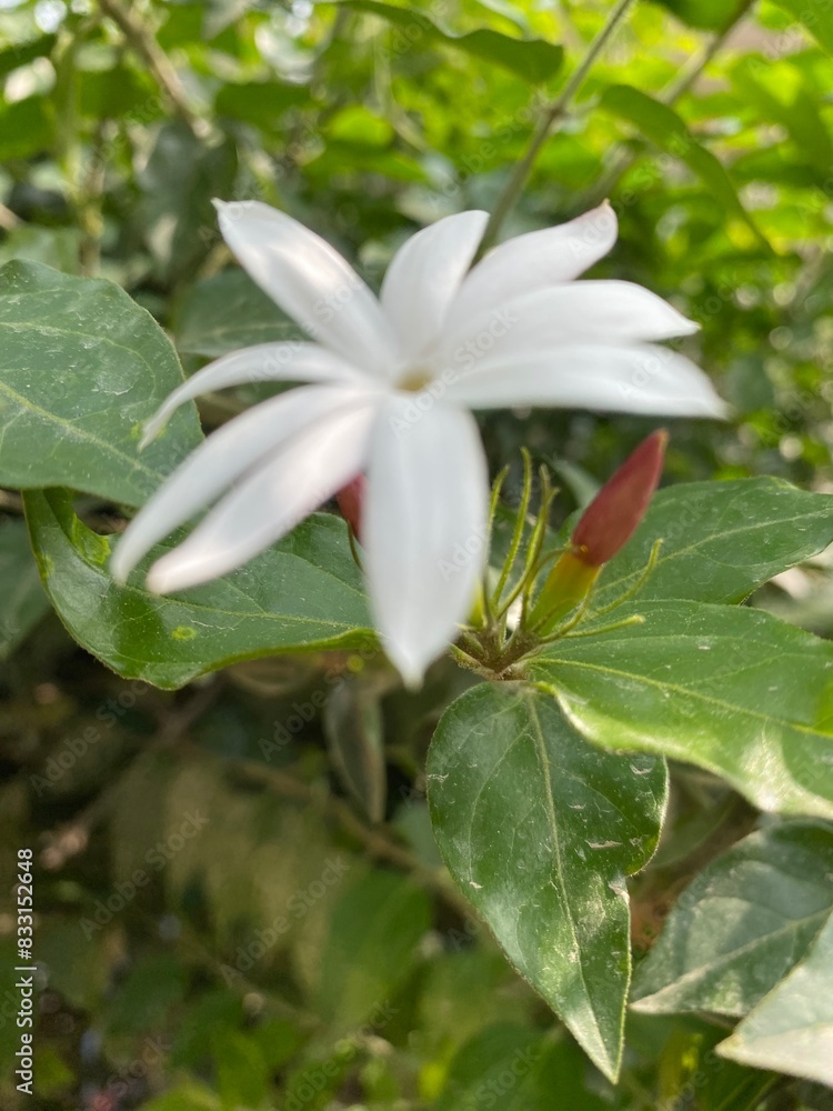 Fototapeta premium flowers,plants,nature,red,green,yellow,animal,horse
