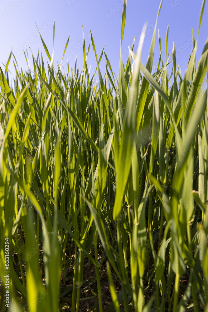 Obraz premium a green wheat field in the spring season