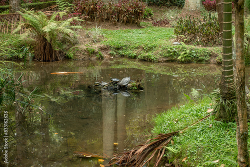 Las tortugonas