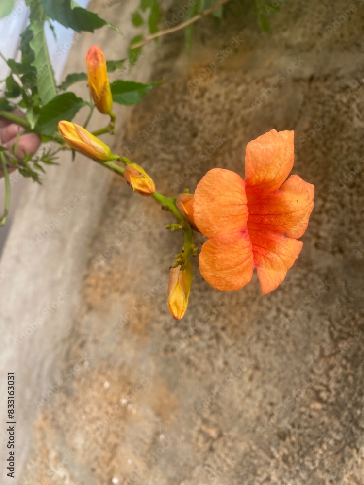flowers,flower,plants,plant,yellow flowers,flower,plants,plant,yellow
