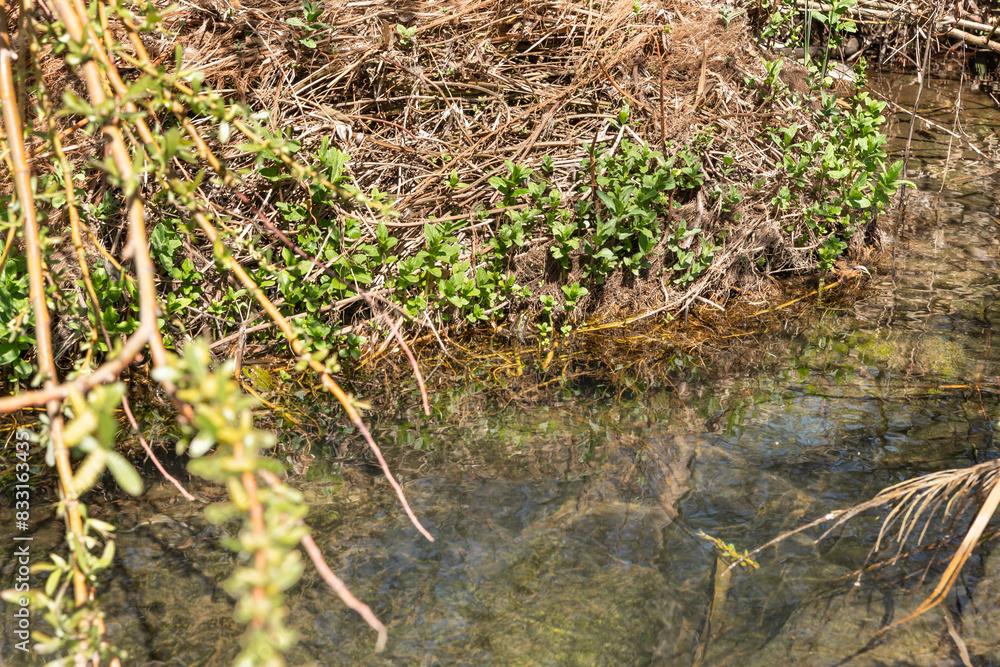 The Zavitan stream flows into the Yehudia National Natural Park in northern Israel The Zavitan stream flows into the Yehudia National Natural Park in northern Israel