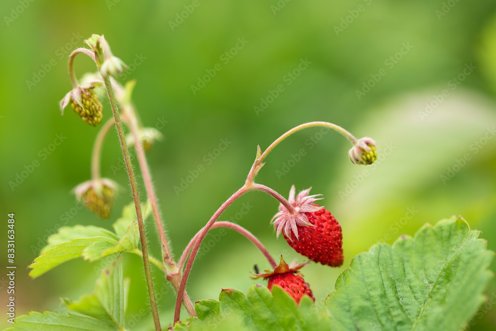 ripe wild strawberries on a farm, organic food ripe wild strawberries on a farm, organic food