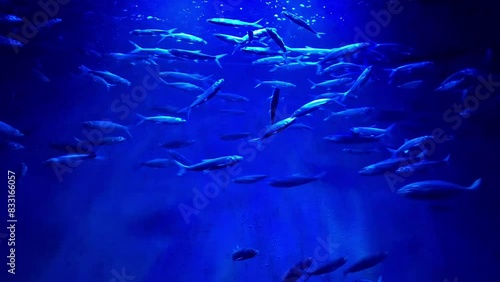 Milkfishes swimming in the underwater photo