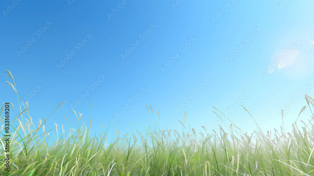 Fototapeta premium field of tall grass with a clear blue sky above it