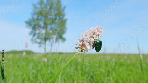 Cetonia aurata or metallic beetle eats pollen. European bistort or meadow bistort. Slow motion. photo