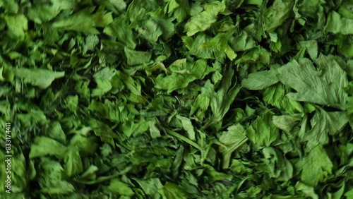 Wallpaper Mural Fresh dried greenery parsley adaptogens ingredient rotate background. Herbal medicine healthy eating. Superfood prebiotic food. Sustainable homegrown organic herbs Torontodigital.ca