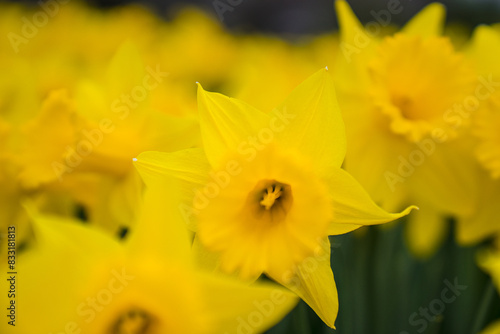 Closeup of a field of yellow daffodils and green stems © Cavan