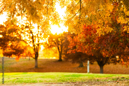 Golden autumn leaves in a park at sunset  vibrant and serene.