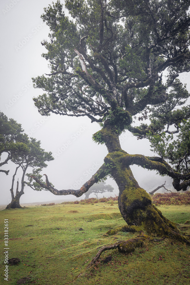 Mystic Foggy Forest: Enchanting Views from Fanal Woods