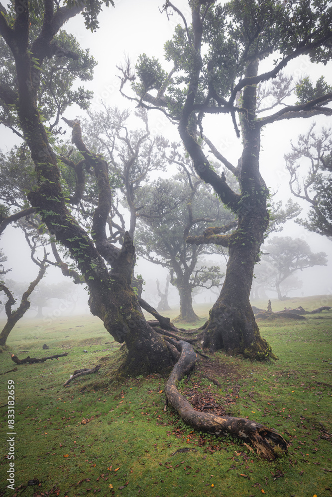 Mystic Foggy Forest: Enchanting Views from Fanal Woods Mystic Foggy Forest: Enchanting Views from Fanal Woods