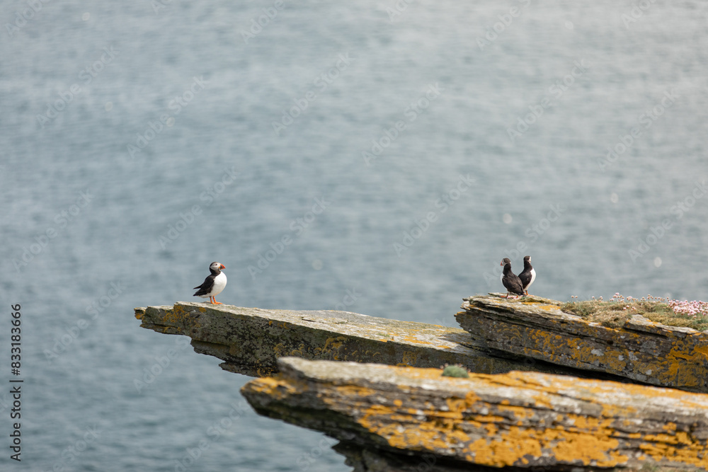 Puffins standing on cliffs Noss Shetland Islands