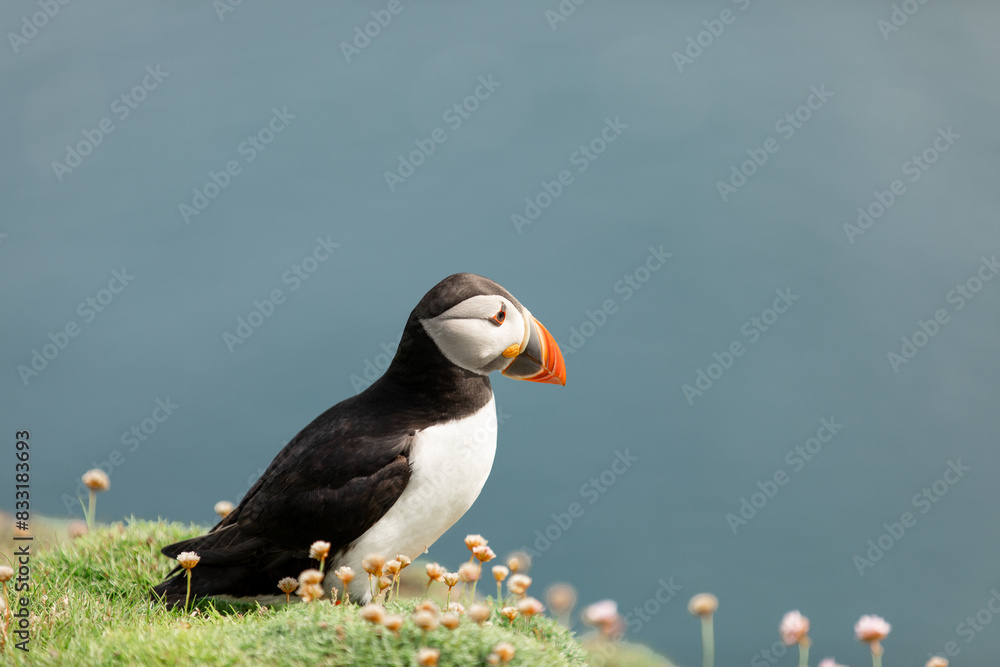 Fototapeta premium Pufifn walking through flowers Noss Shetland Islands