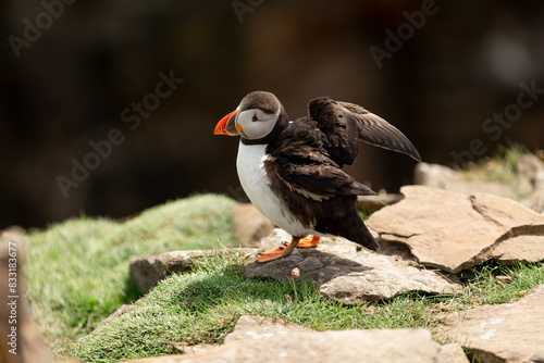 Puffin standing on rocks flapping wings at Noss Shetland Islands photo