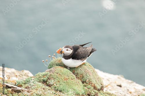 Puffin sitting on rocks at Noss Cliffs Shetland Islands photo