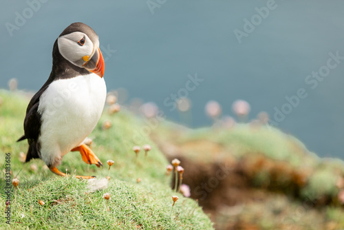 Puffin standing on one leg Noss Shetland Islands photo