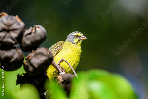 Yellow Fronted Canary perched on a branch photo