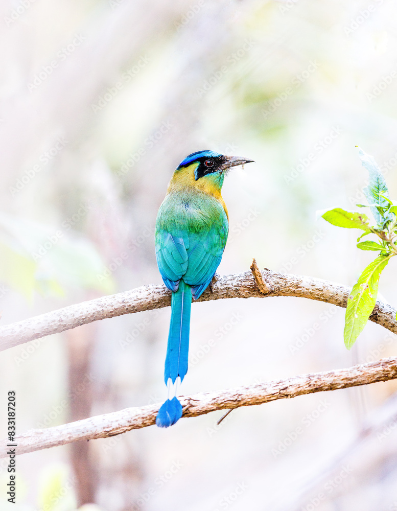 Obraz premium Blue Crowned Motmot sitting on a tree branch