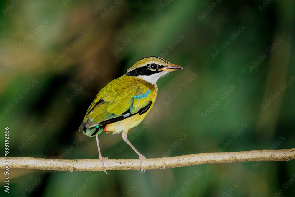 Naklejka premium Indian Pitta perched on a tree branch right at sunset