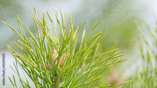 Pinus sylvestris. Young brown shoots and a small pine cone on a green pine branch. Close up.
