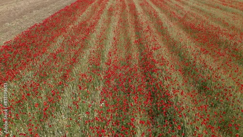 flight with a drone over a cereal crop field invaded by red poppies, the vast majority of which impresses with its striking red color on a spring morning in the province of Toledo, Spain photo