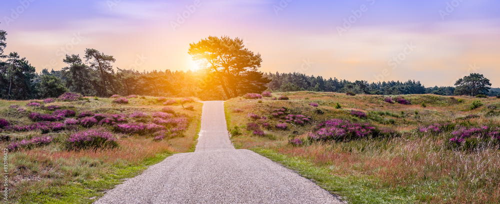 Heather landscape with cycling path at sunset in National Park the Hoge Veluwe, the Netherlands.