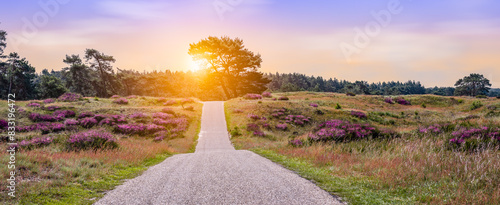 Obraz na płótnie Heather landscape with cycling path at sunset in National Park the Hoge Veluwe, the Netherlands. w salonie