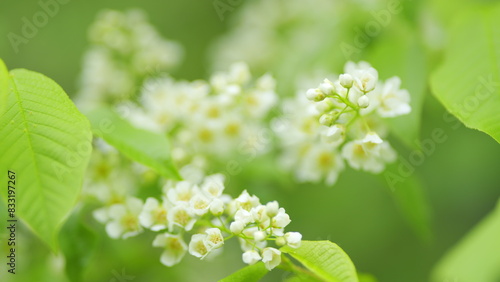 White flowers on green branches. Prunus padus, pendulous and spreading white flowers in racemes of european bird cherry tree. Slow motion.