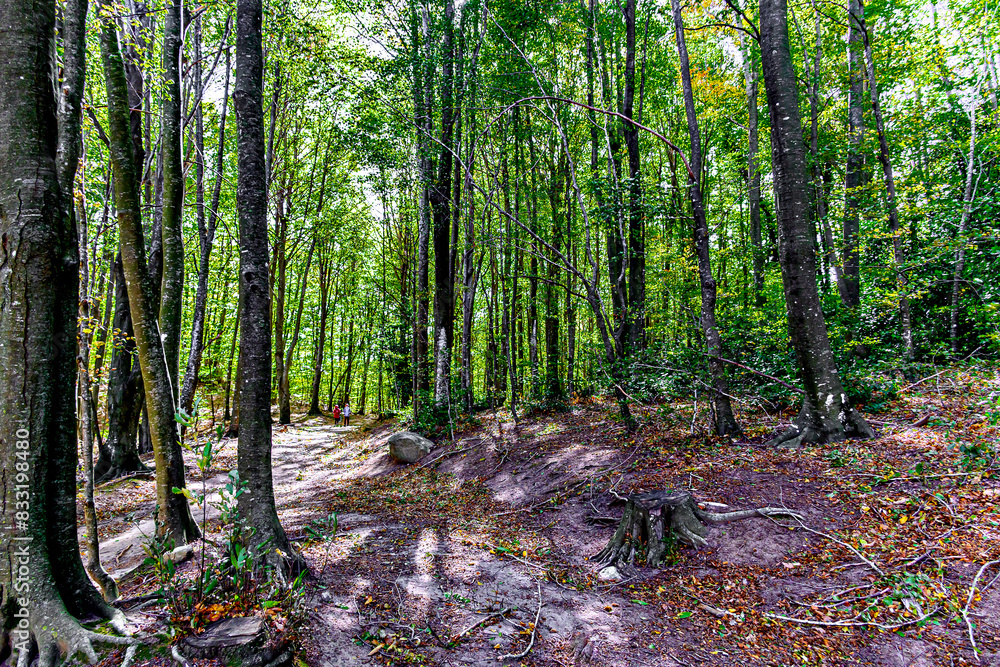 Obraz premium Colorful trees and leaves in autumn in the Montseny Natural Park in Barcelona, Spain