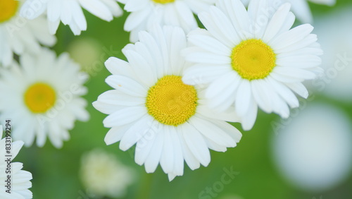 Daisy white yellow-eye flowers sway in the wind on a summer meadow. White and yellow flowers. Close up.