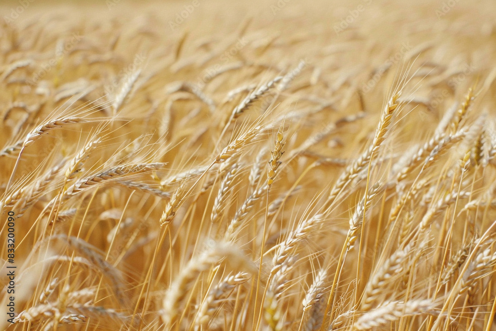 A field of golden wheat swaying in the gentle breeze A field of golden wheat swaying in the gentle breeze